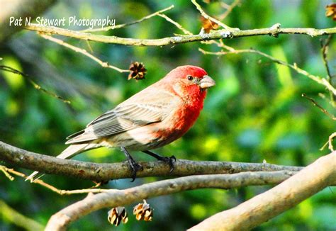 Male House Finch | Living With A Hopeful Heart