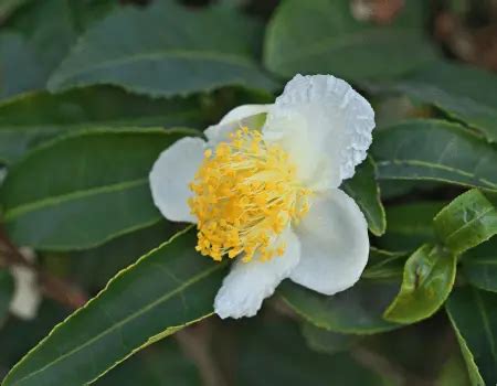 How To Grow Green Tea Camellia Sinensis