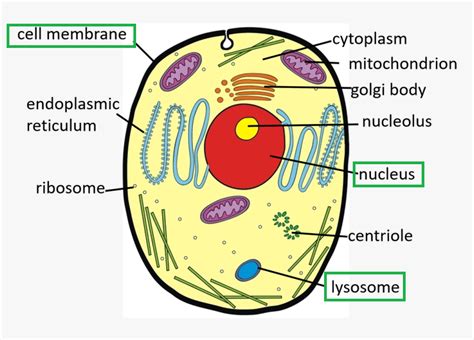 How To Draw Cell Membrane Ib Biology Drawing A Plasma Membrane