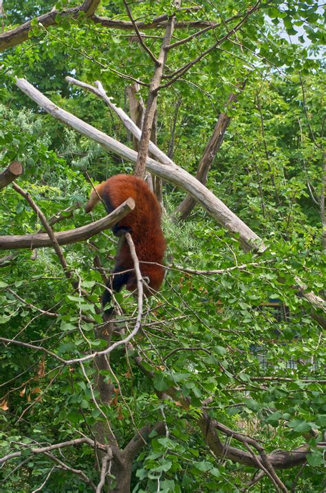 Red Panda Lucas A Hofer Flickr