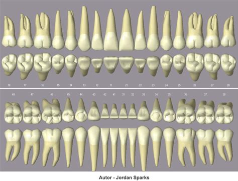 Anatomia Dos Dentes Nuepe Ufpr