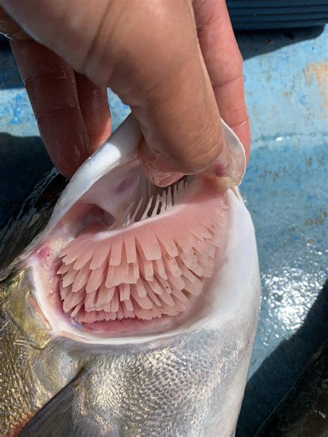 結城 嘉朗島で魚育ててます On Twitter エラの色の違い 1枚目 エラ虫に寄生されて貧血状態の個体 2枚目 通常 エラ虫は