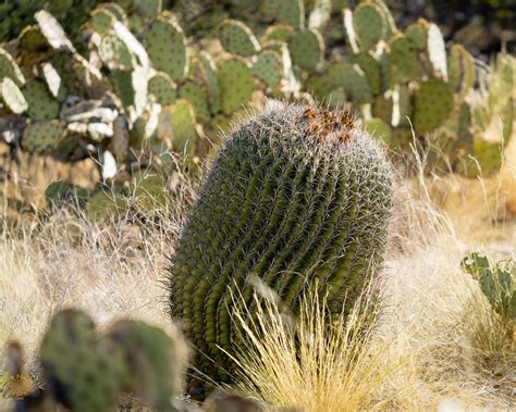 Saguaro National Park - Don Sheets Nature Photography