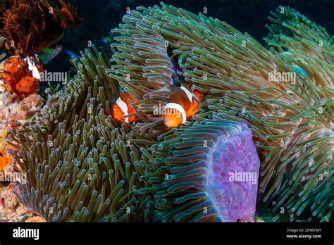 beautiful false clownfish   host anemone   tropical reef