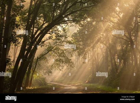 kanha national park landscape sun rays  res stock photography