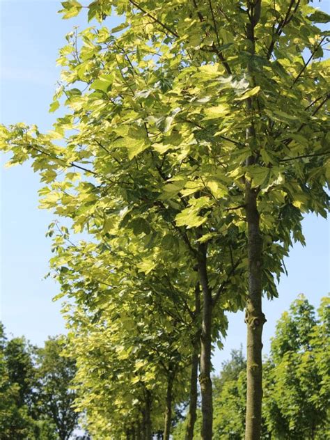 Acer Pseudoplatanus Leopoldii Groene Stad Verhalen Floriade Expo