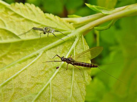 Baetis Eintagsfliege Unbestimmt Baetis Indet Flickr