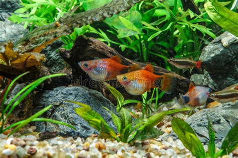 Un Hermoso Acuario De Agua Dulce Tropical Plantado Verde Con Peces