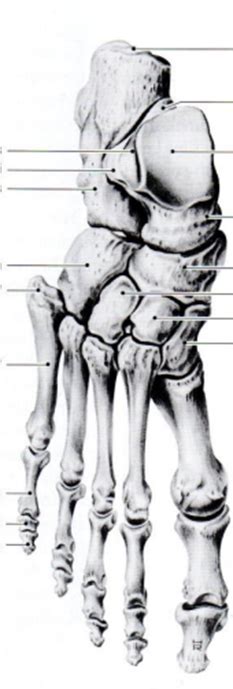 Ossale Structuren Van De Voet Diagram Quizlet