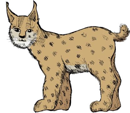 Lynx Cartoon Common Lynx Wildlife Vector Cartoon Common Lynx