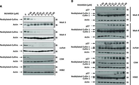 Mln4924 Dose Dependently Reduces The Neddylation Of Cullins In T All