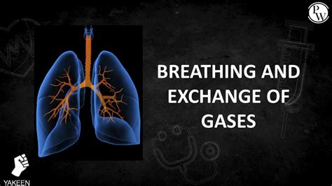 SOLUTION Breathing And Exchange Of Gases 01 Classnotes L1 Breathing