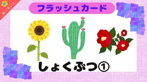 【知育動画】語彙力up フラッシュカードで植物の名前①を覚えよう 0歳 1歳 2歳 3歳 4歳 5歳 Youtube