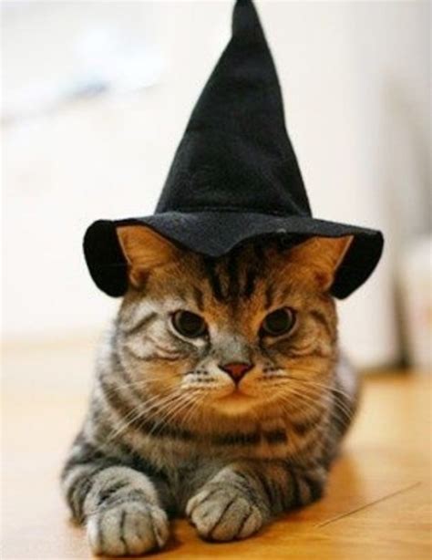 Top 10 Scary Cats in Witches Hats