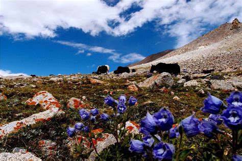 Flora and fauna of Ladakh - Rural Tourism Ladakh