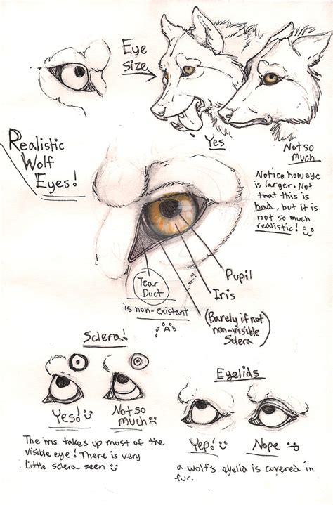 Wolf eye anatomy page by Anarchpeace on DeviantArt