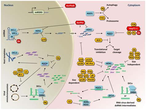 Frontiers Small Rnas In Plant Defense Responses During Viral And