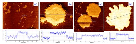 A To D Are Afm Images Of The Srru O Nano Sheets Of Different Shape