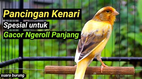 Kenari Gacor Durasi Panjang Suara Burung Kenari Pancingan Masteran