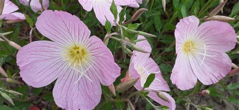 Oenothera Speciosa Nutt White Evening Primrose World Flora Pl