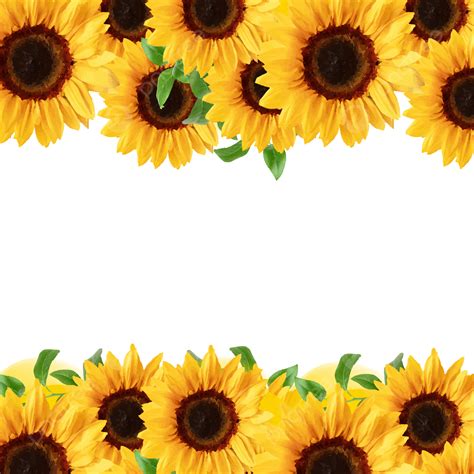 Nuevo Marco De Girasoles Png Flores De Sol Fondo De Girasol Girasol