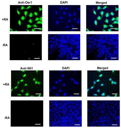 Osr1 And Wt1 Protein Expression In Differentiated Mescs Treated With