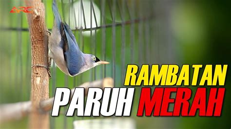 MASTERAN RAMBATAN PARUH MERAH GACOR YouTube