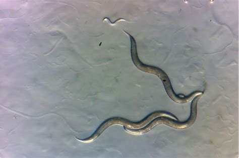 Nematodes Exhibit Signs Of Cancer Resilience Life Lines By Dr Dolittle