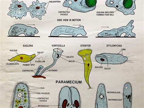 Ameba Chart Protozoa Chart Original Science Class Etsy