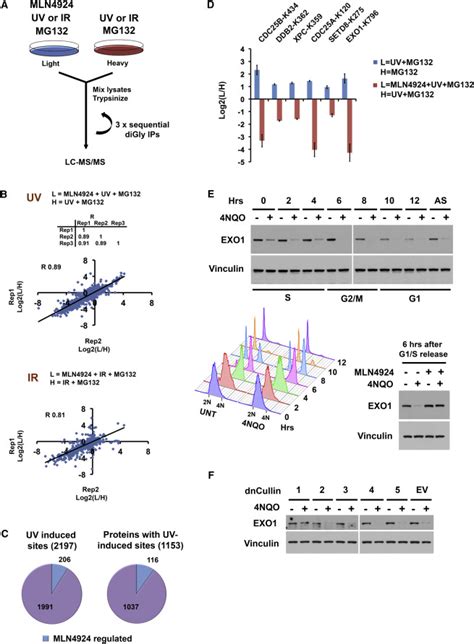 Quantitative Proteomic Atlas Of Ubiquitination And Acetylation In The