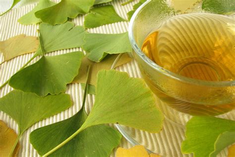 Ginkgo Biloba Descubre Sus Beneficios Culturizando