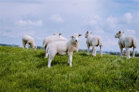 Sheep In Dutch Landscape Stock Image Image Of Dutch Oilpaint 124761