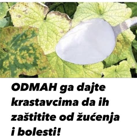 ODMAH ga dajte krastavcima da ih zaštitite od žućenja i bolesti