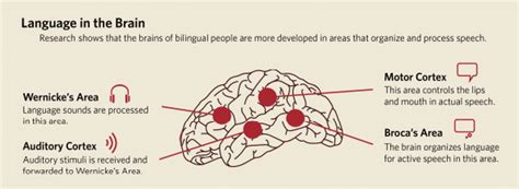 Language In The Brain Benefits Of A Bilingual Brain Infographic