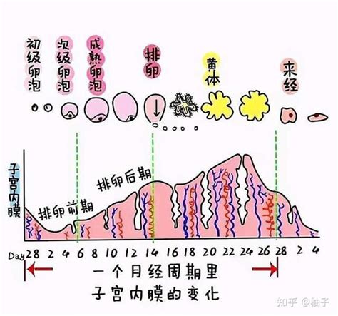 子宫内膜薄怎么办？4个方法养内膜，助好孕！ 知乎