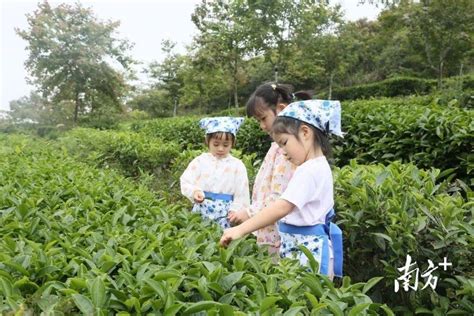 邂逅醉美韩山！“五一” 假期期间，梅州丰顺韩山系列活动等你参与 景区 游客 黄培强