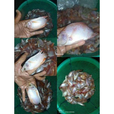 Jual Bibit Ikan Nila Perliter Liter Shopee Indonesia