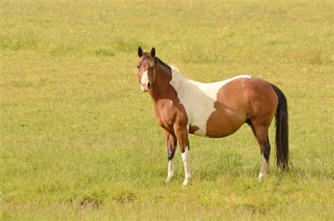 Tobiano Vs Overo Vs Tovero Horses - Horses & Foals