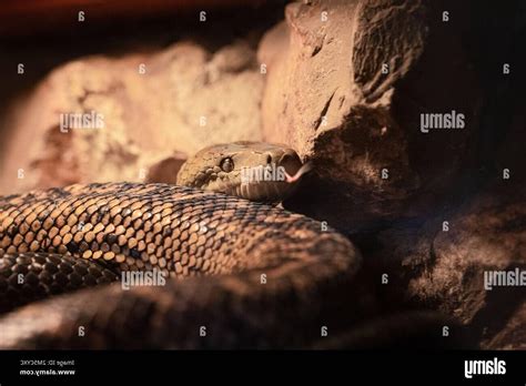 Serpiente Jamaicana Todo Sobre Chilabothrus Striatus