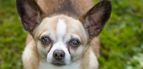 Chihuahua Rescue Uk Adopt Dont Shop