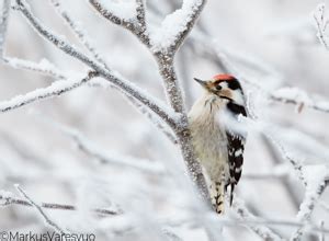 Dendrocopos Minor In Lesser Spotted Woodpecker En Us Fi