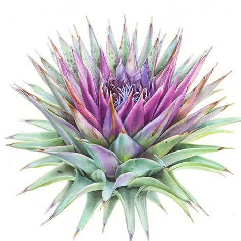 Original Art Watercolor Painting Of Artichoke Modern Wall Etsy