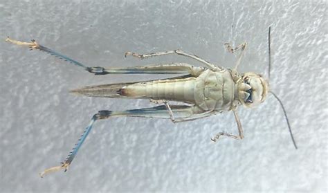 Orthoptera - BugGuide.Net