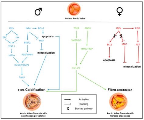 Ijms Free Full Text Sex Specific Features Of Calcific Aortic Valve