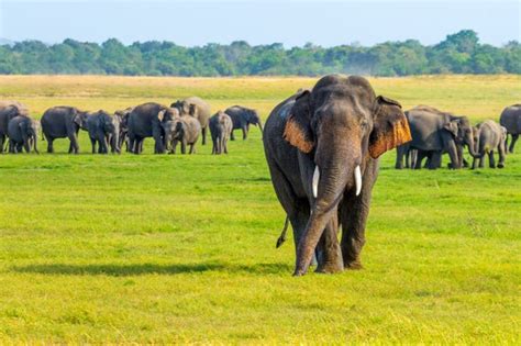 Safari Por El Parque Nacional De Minneriya Desde Sigiriya