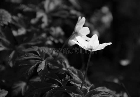 Wood Anemones Stock Photo Image Of Flower Bloom Pretty 89711802