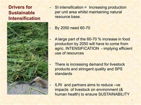 Application Of The Principles Of Sustainable Intensification Si On Smallholder Dairy Farming