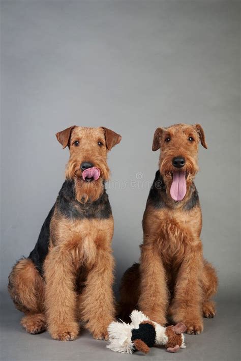 Two Airedale Terriers Lie In Front Of Grey Background Stock Image