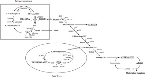 Folate Mediated One Carbon Metabolism Occurs In The Mitochondria