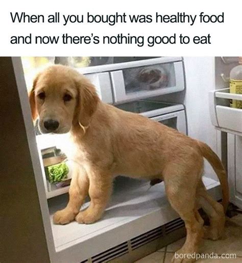 A Healthy Diet | Dog memes, Food memes, Funny